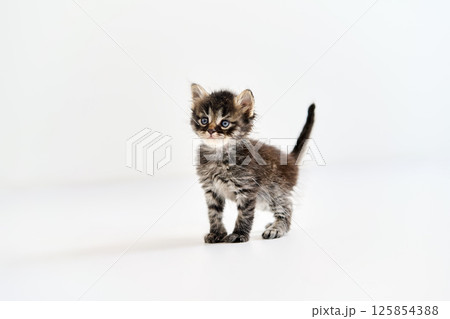 Cute tabby kitten standing on white background 125854388