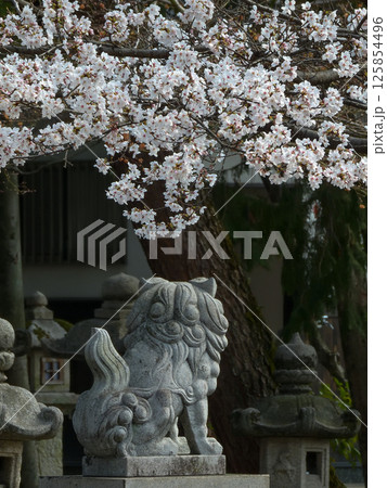 立木神社　桜と狛犬 125854496