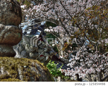 立木神社　桜と狛犬 125854498