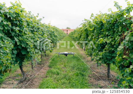 Drone at the vineyard, ripe Chardonnay grapes hanging on vine at the time of grape harvest 125854530