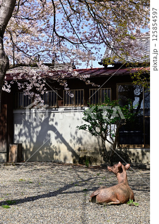 立木神社　神鹿 125854597