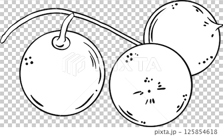 Macadamia Nuts Colored Detailed Illustration. Macadamia Nuts Colored Detailed Illustration. 125854618