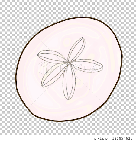 ヨツアナカシパンの裸殻 125854626