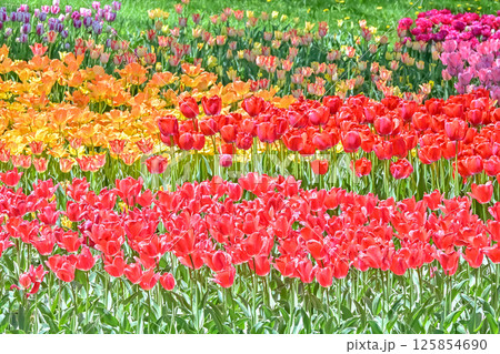 美しいチューリップの花 125854690