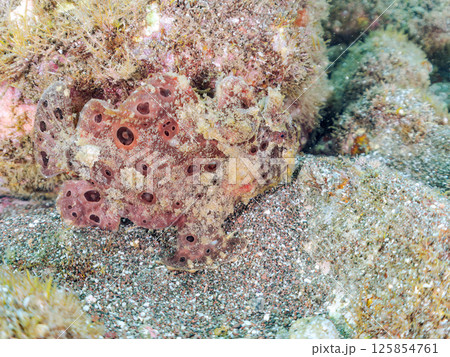 エスカを振って魚を呼び寄せて狩る、巨大なオオモンカエルアンコウ。 伊豆半島賀茂郡南伊豆町中木ヒリゾ浜 125854761