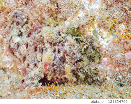 エスカを振って魚を呼び寄せて狩る、巨大なオオモンカエルアンコウ。 伊豆半島賀茂郡南伊豆町中木ヒリゾ浜 125854765