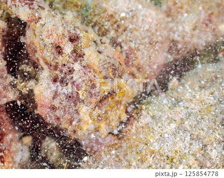 エスカを振って魚を呼び寄せて狩る、巨大なオオモンカエルアンコウ。 伊豆半島賀茂郡南伊豆町中木ヒリゾ浜 125854778