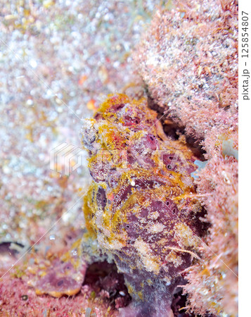 エスカを振って魚を呼び寄せて狩る、巨大なオオモンカエルアンコウ。 伊豆半島賀茂郡南伊豆町中木ヒリゾ浜 125854807