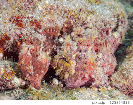 エスカを振って魚を呼び寄せて狩る、巨大なオオモンカエルアンコウ。 伊豆半島賀茂郡南伊豆町中木ヒリゾ浜 エスカを振って魚を呼び寄せて狩る、巨大なオオモンカエルアンコウ。 伊豆半島賀茂郡南伊豆町中木ヒリゾ浜 125854818