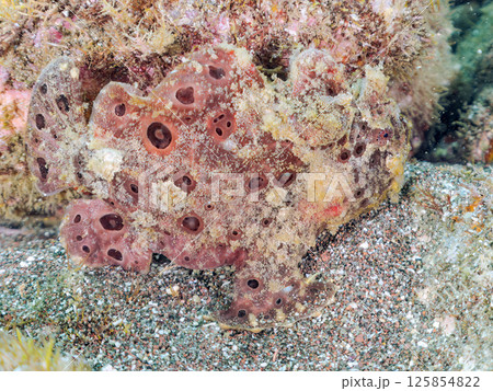 エスカを振って魚を呼び寄せて狩る、巨大なオオモンカエルアンコウ。 伊豆半島賀茂郡南伊豆町中木ヒリゾ浜 125854822