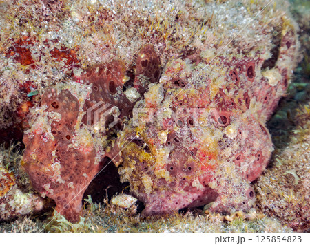 エスカを振って魚を呼び寄せて狩る、巨大なオオモンカエルアンコウ。 伊豆半島賀茂郡南伊豆町中木ヒリゾ浜 エスカを振って魚を呼び寄せて狩る、巨大なオオモンカエルアンコウ。 伊豆半島賀茂郡南伊豆町中木ヒリゾ浜 125854823