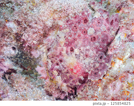 エスカを振って魚を呼び寄せて狩る、巨大なオオモンカエルアンコウ。 伊豆半島賀茂郡南伊豆町中木ヒリゾ浜 125854825