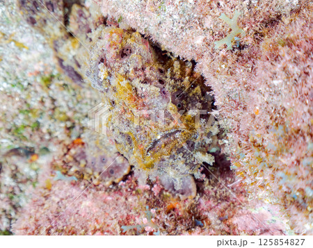 エスカを振って魚を呼び寄せて狩る、巨大なオオモンカエルアンコウ。 伊豆半島賀茂郡南伊豆町中木ヒリゾ浜 125854827