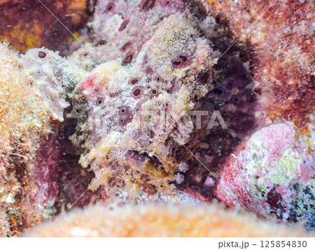 エスカを振って魚を呼び寄せて狩る、巨大なオオモンカエルアンコウ。 伊豆半島賀茂郡南伊豆町中木ヒリゾ浜 125854830