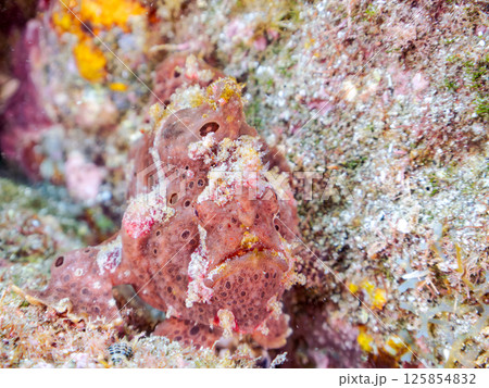 エスカを振って魚を呼び寄せて狩る、巨大なオオモンカエルアンコウ。 伊豆半島賀茂郡南伊豆町中木ヒリゾ浜 125854832