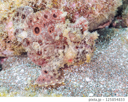 エスカを振って魚を呼び寄せて狩る、巨大なオオモンカエルアンコウ。 伊豆半島賀茂郡南伊豆町中木ヒリゾ浜 125854833