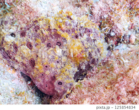 エスカを振って魚を呼び寄せて狩る、巨大なオオモンカエルアンコウ。 伊豆半島賀茂郡南伊豆町中木ヒリゾ浜 125854834