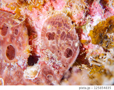 エスカを振って魚を呼び寄せて狩る、巨大なオオモンカエルアンコウ。 伊豆半島賀茂郡南伊豆町中木ヒリゾ浜 125854835