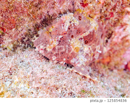 エスカを振って魚を呼び寄せて狩る、巨大なオオモンカエルアンコウ。 伊豆半島賀茂郡南伊豆町中木ヒリゾ浜 125854836