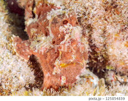 エスカを振って魚を呼び寄せて狩る、巨大なオオモンカエルアンコウ。 伊豆半島賀茂郡南伊豆町中木ヒリゾ浜 125854839