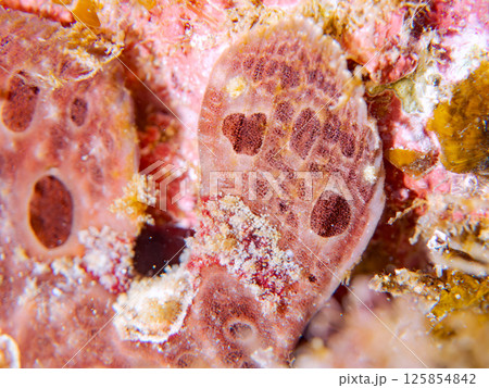 エスカを振って魚を呼び寄せて狩る、巨大なオオモンカエルアンコウ。 伊豆半島賀茂郡南伊豆町中木ヒリゾ浜 エスカを振って魚を呼び寄せて狩る、巨大なオオモンカエルアンコウ。 伊豆半島賀茂郡南伊豆町中木ヒリゾ浜 125854842