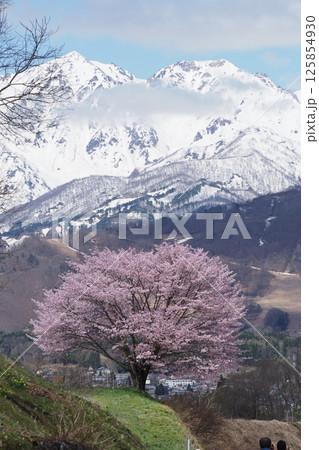 早春の残雪の山をバックに咲く一本桜 125854930