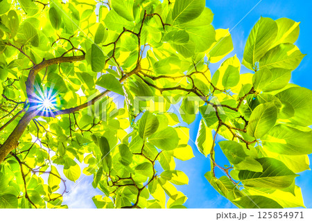 日本の横浜都市景観 希望の光…新緑のハクモクレン。エコロジー、高潔な心、自然への愛などのイメージ… 日本の横浜都市景観 希望の光…新緑のハクモクレン。エコロジー、高潔な心、自然への愛などのイメージ… 125854971