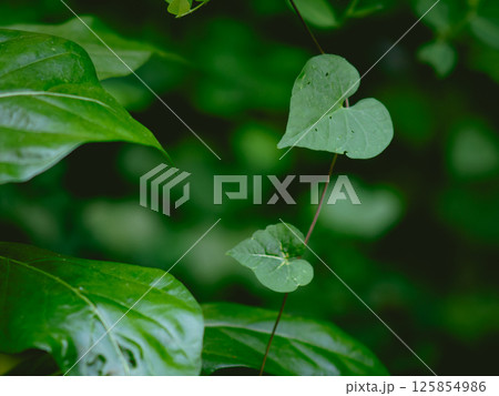 Greenery background of nature plant and leaf 125854986