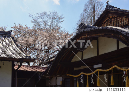 立木神社　桜 125855113