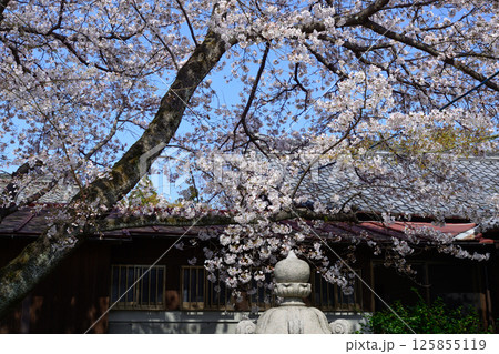 立木神社 桜 立木神社 桜 125855119
