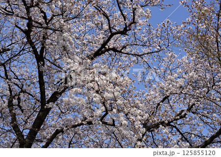 立木神社　桜 125855120