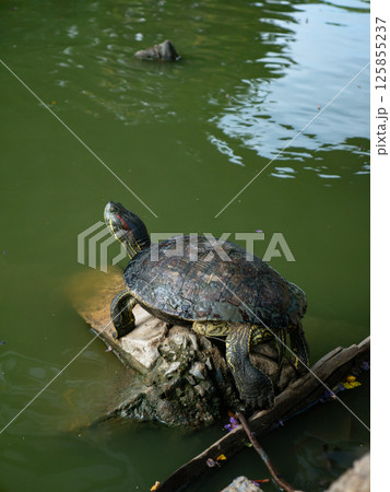 Domestic turtle Red-eared Pond slider, Common slider in nature. 125855237
