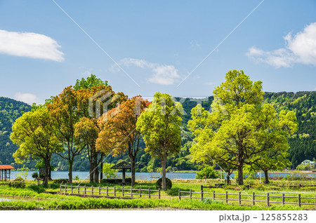 余呉湖畔の新緑の木々　滋賀県長浜市余呉町 125855283