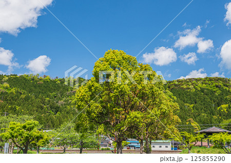 余呉湖畔の新緑の木々と山並み　滋賀県長浜市余呉町 125855290