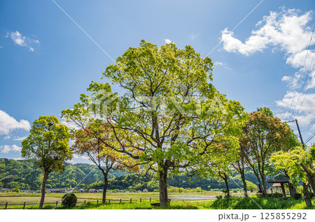 余呉湖畔の新緑の木々　滋賀県長浜市余呉町 125855292