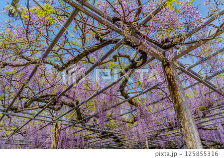千年の藤棚 125855316