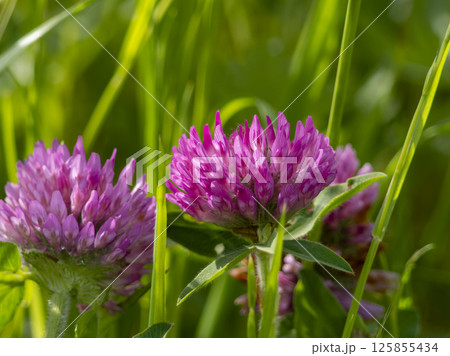 河川敷に咲くムラサキツメクサ 125855434