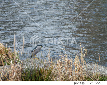 ゴイサギ（五位鷺） 125855590