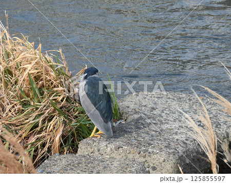 ゴイサギ（五位鷺） 125855597