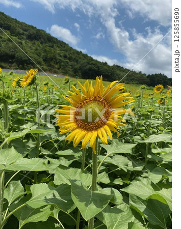 光を浴びるひまわり 125855690