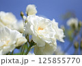 青空バックの白いバラI 125855770
