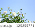 青空バックの白いバラII 125855771