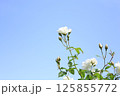 青空バックの白いバラⅢ 125855772