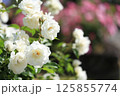 ピンクのバラの手前に咲く白いバラ 125855774