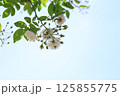 上から垂れる小さな白いバラ 125855775