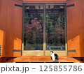 寺と猫 125855786