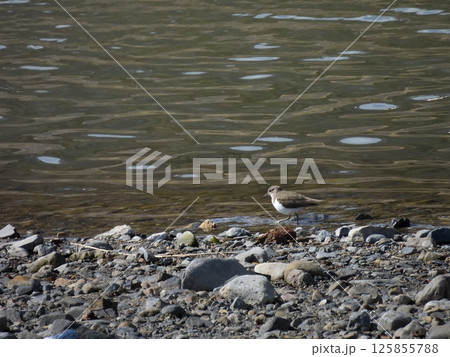 イソシギ（磯鷸） 125855788