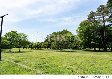野川公園の広場　春の青空　東京都三鷹市大沢 125855911