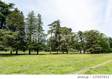野川公園で新緑を眺める　春の青空　東京都三鷹市大沢 125855912