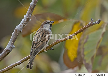 Italian Sparrow (Passer italiae), Crete Italian Sparrow (Passer italiae), Crete 125856011